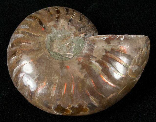 Flashy Red Iridescent Ammonite - Wide #16692